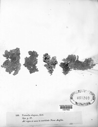 Xanthoria elegans image